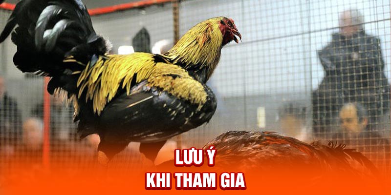 Top Đá Gà Thưởng Tới 8888K - Bật Mí Top Nhà Cái Tặng Ưu Đãi Lưu ý khi tham gia